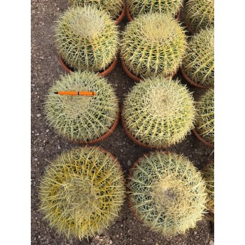 Echinocactus Grussonii coupe 20/25 -10º